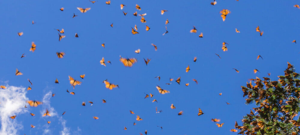Monach butterflies in bright blue sky